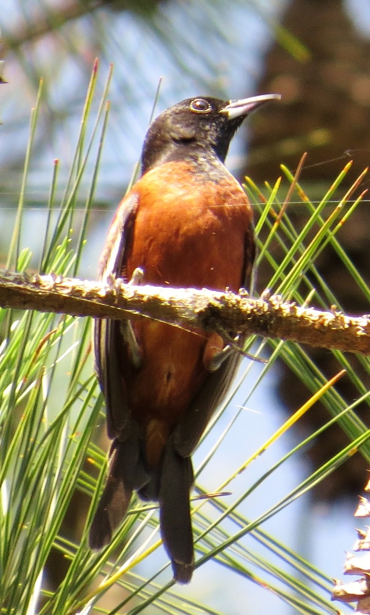 Orchard Oriole - ML29675041