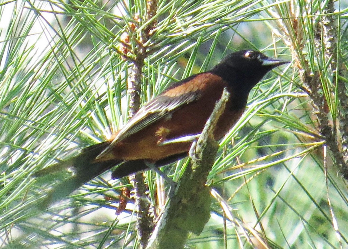 Orchard Oriole - ML29675051
