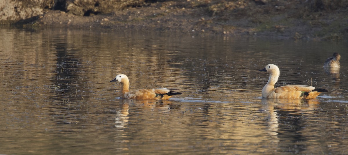 Ruddy Shelduck - ML296750951