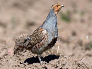 Adult - Gray Partridge