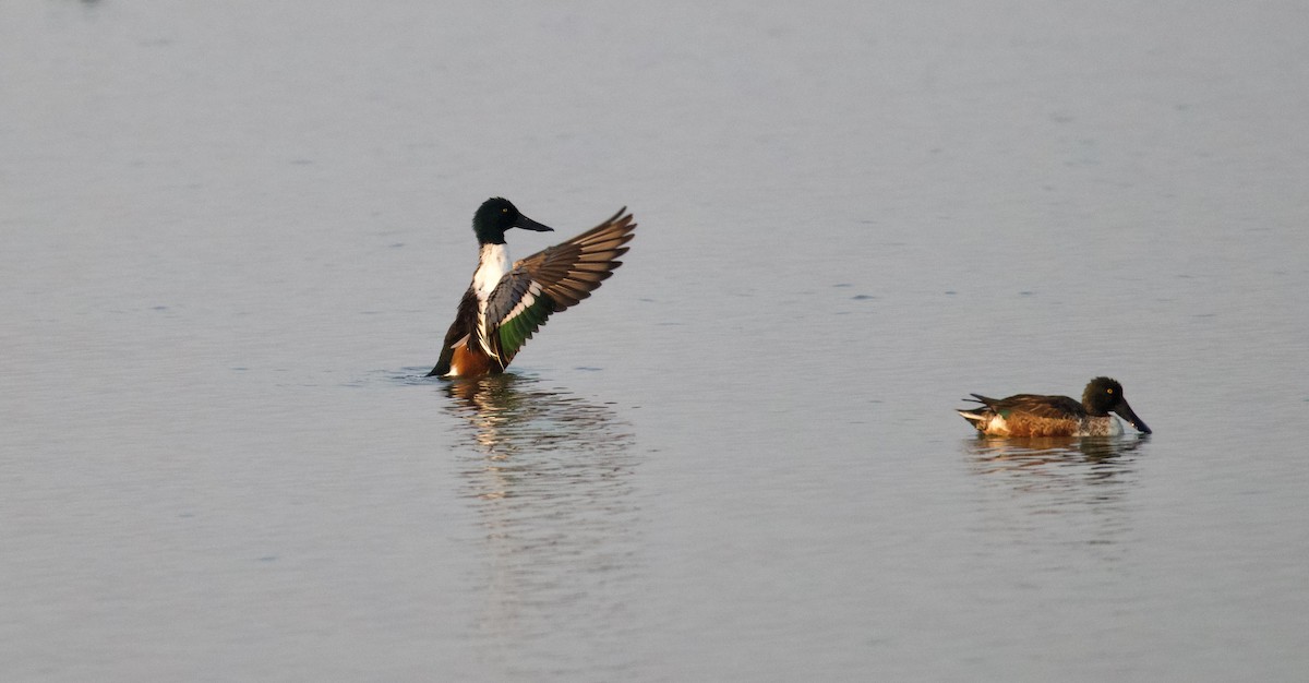 Northern Shoveler - ML296751121