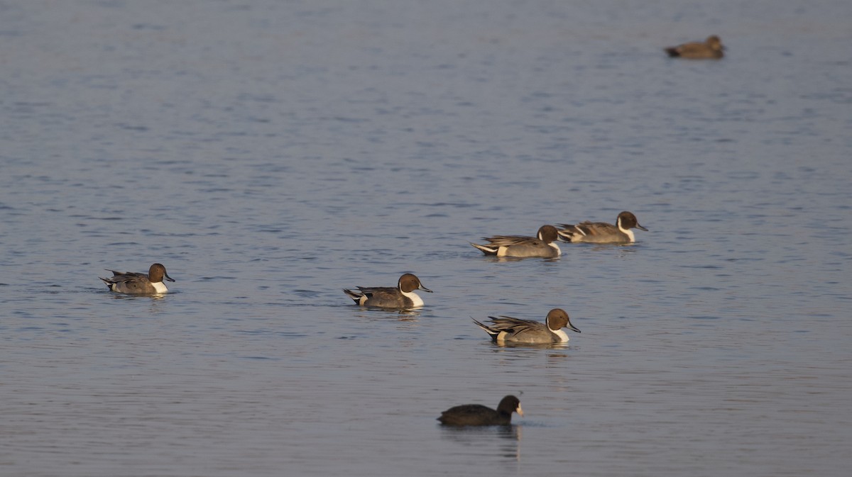 Northern Pintail - ML296751211