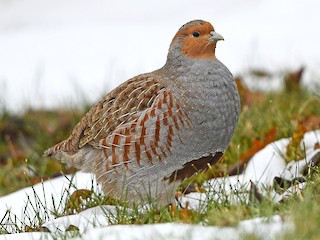 Male - Gray Partridge