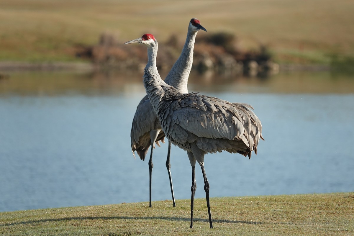 Sandhill Crane - ML296751371