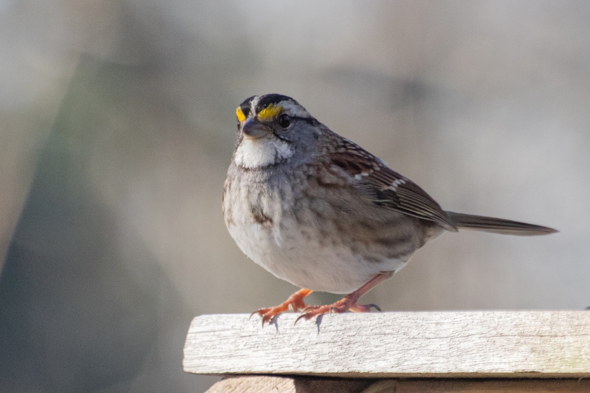 White-throated Sparrow - ML296751541