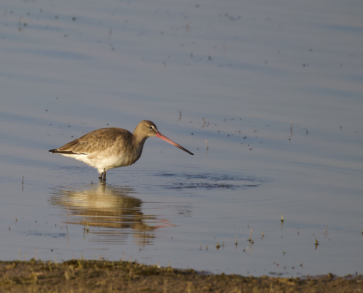 Black-tailed Godwit - ML296751611