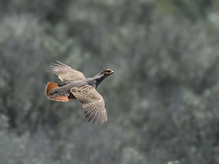 Adult - Gray Partridge