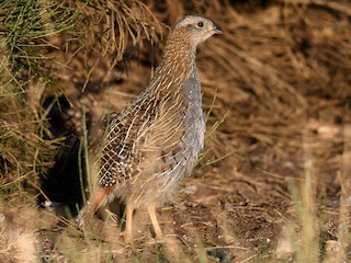Juvenile - Gray Partridge