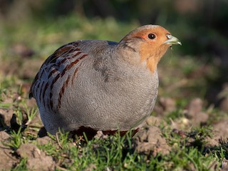 Adult - Gray Partridge