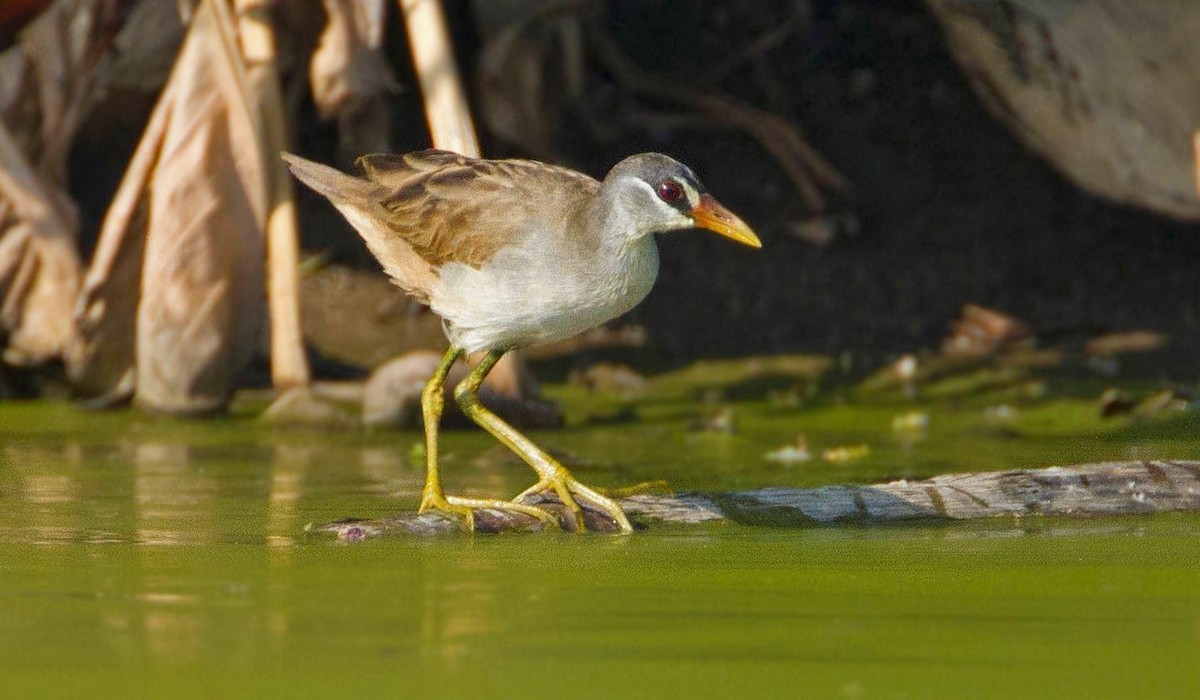 White-browed Crake - ML296752901