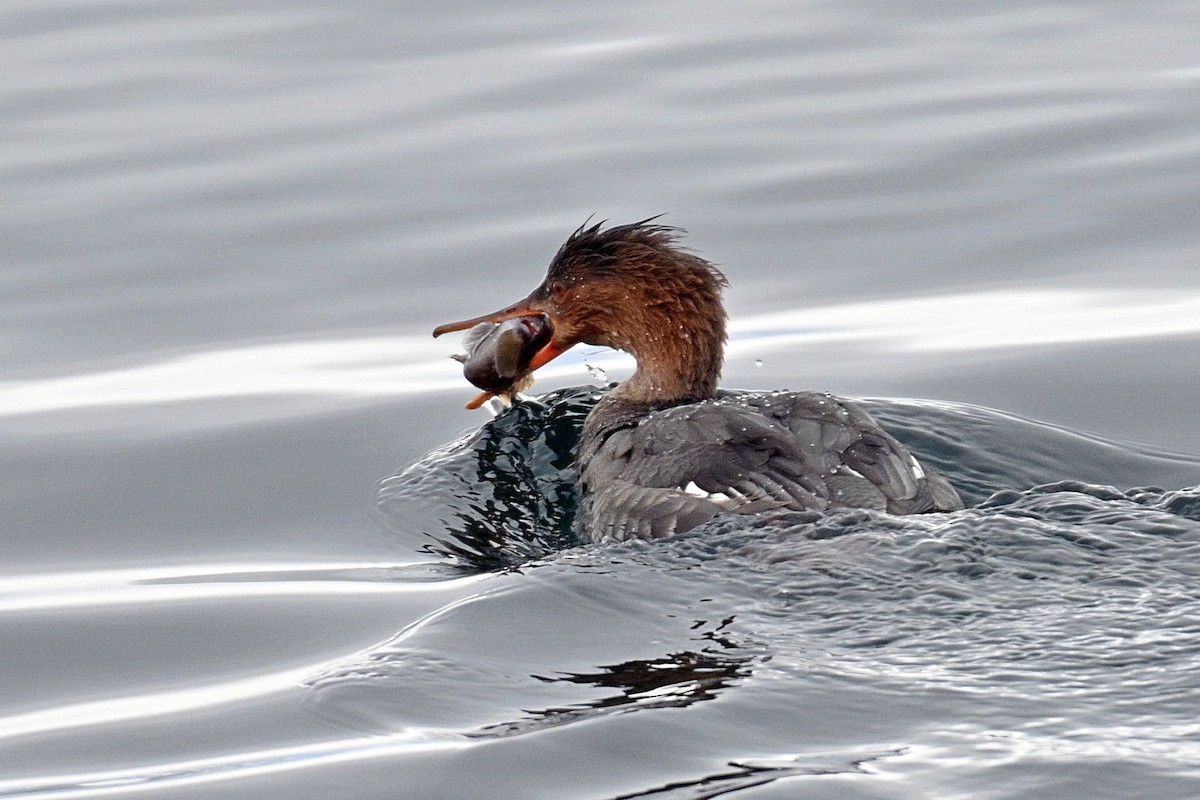 Red-breasted Merganser - ML296753041