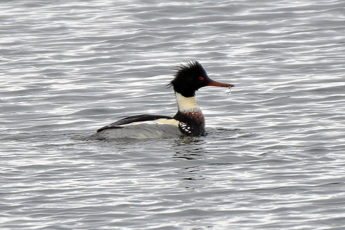 Red-breasted Merganser - ML296753051