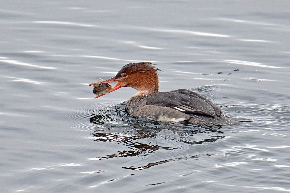 Red-breasted Merganser - Steven Mix