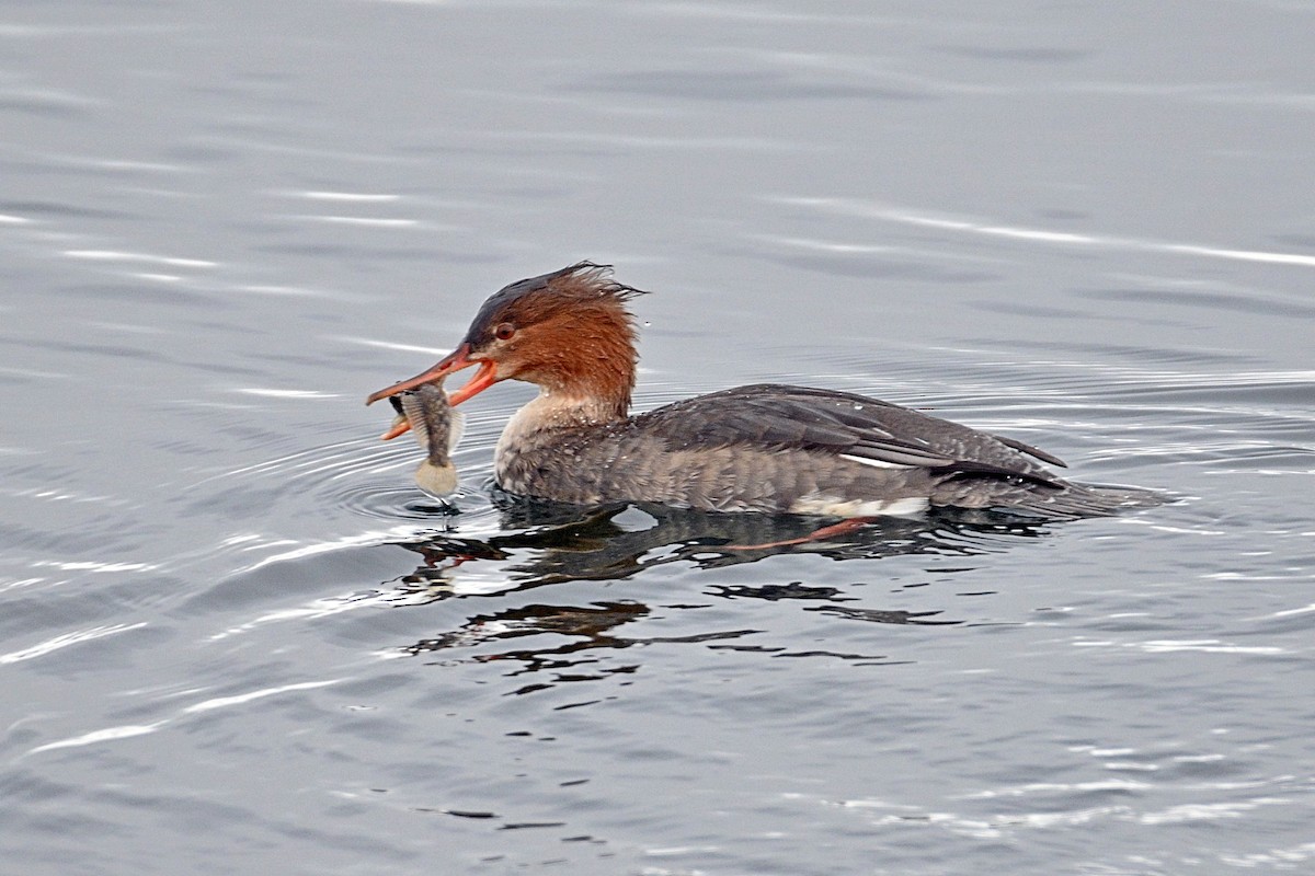 Red-breasted Merganser - ML296753081