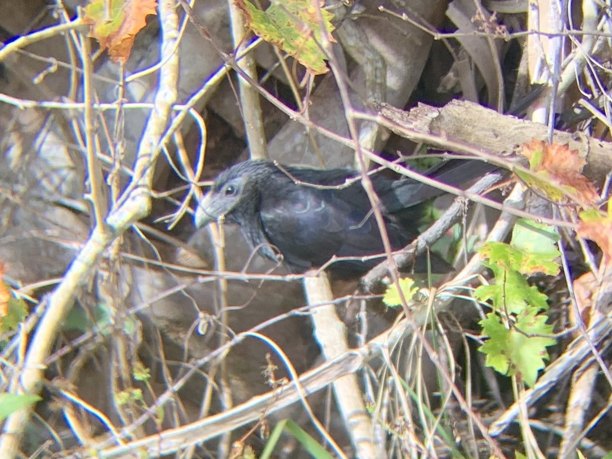 Groove-billed Ani - ML296754941