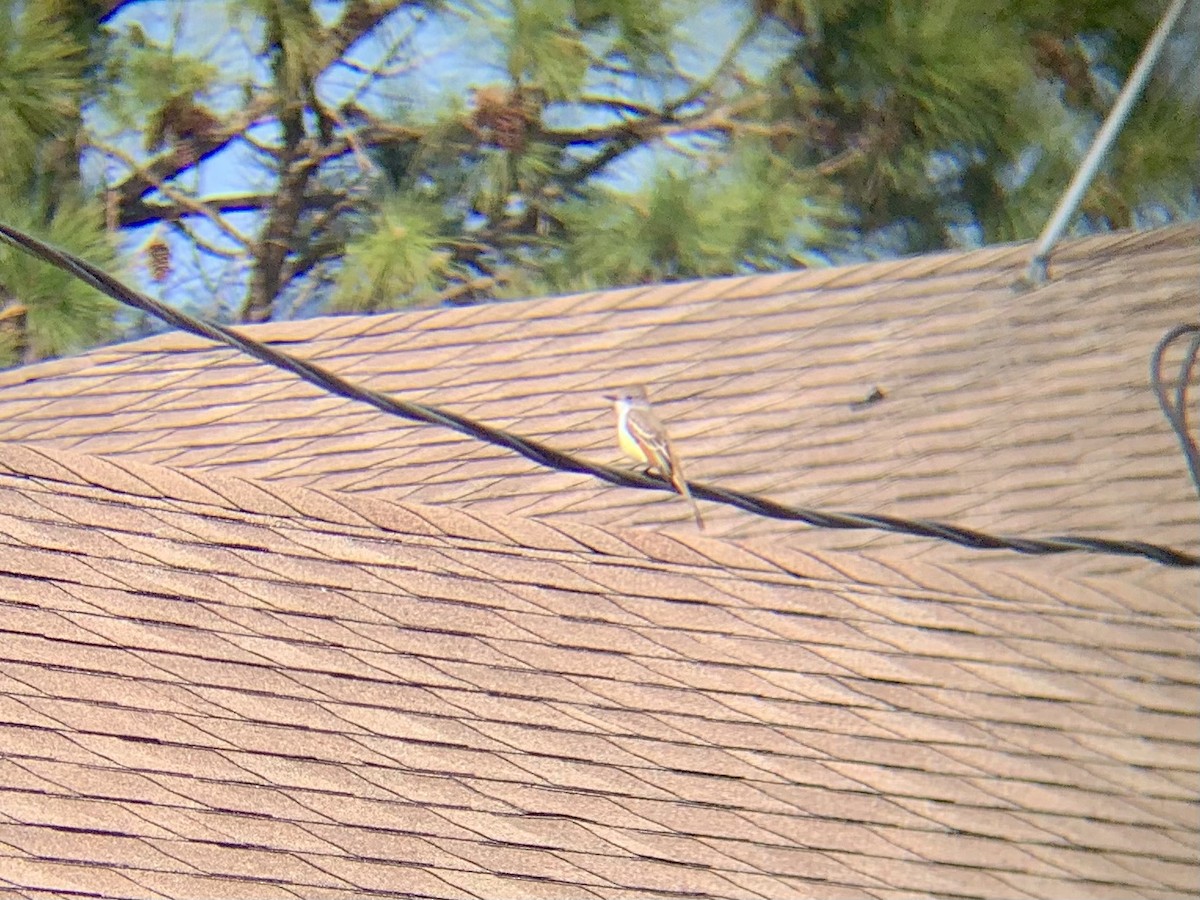 Ash-throated Flycatcher - ML296754961