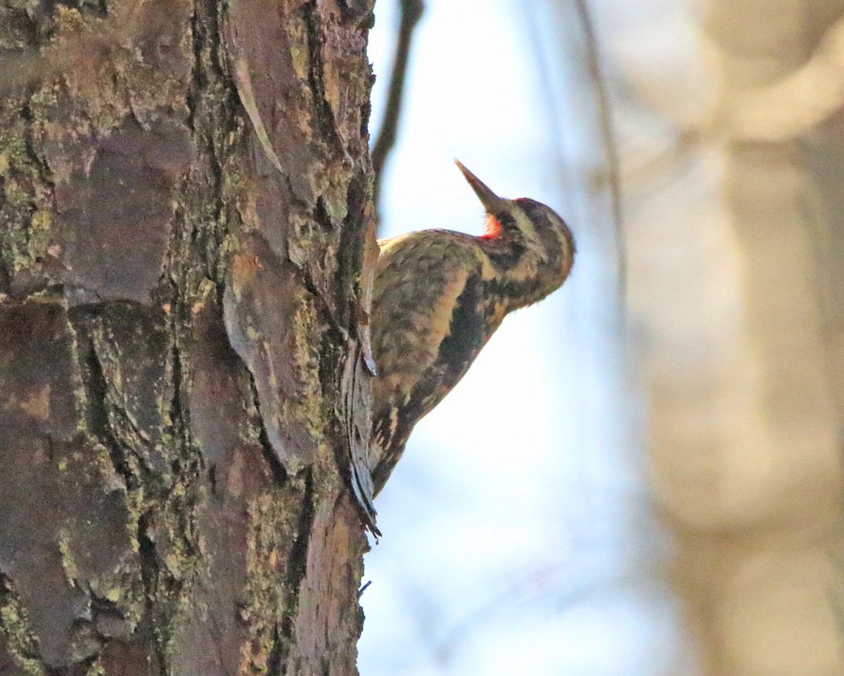 Yellow-bellied Sapsucker - ML296755931