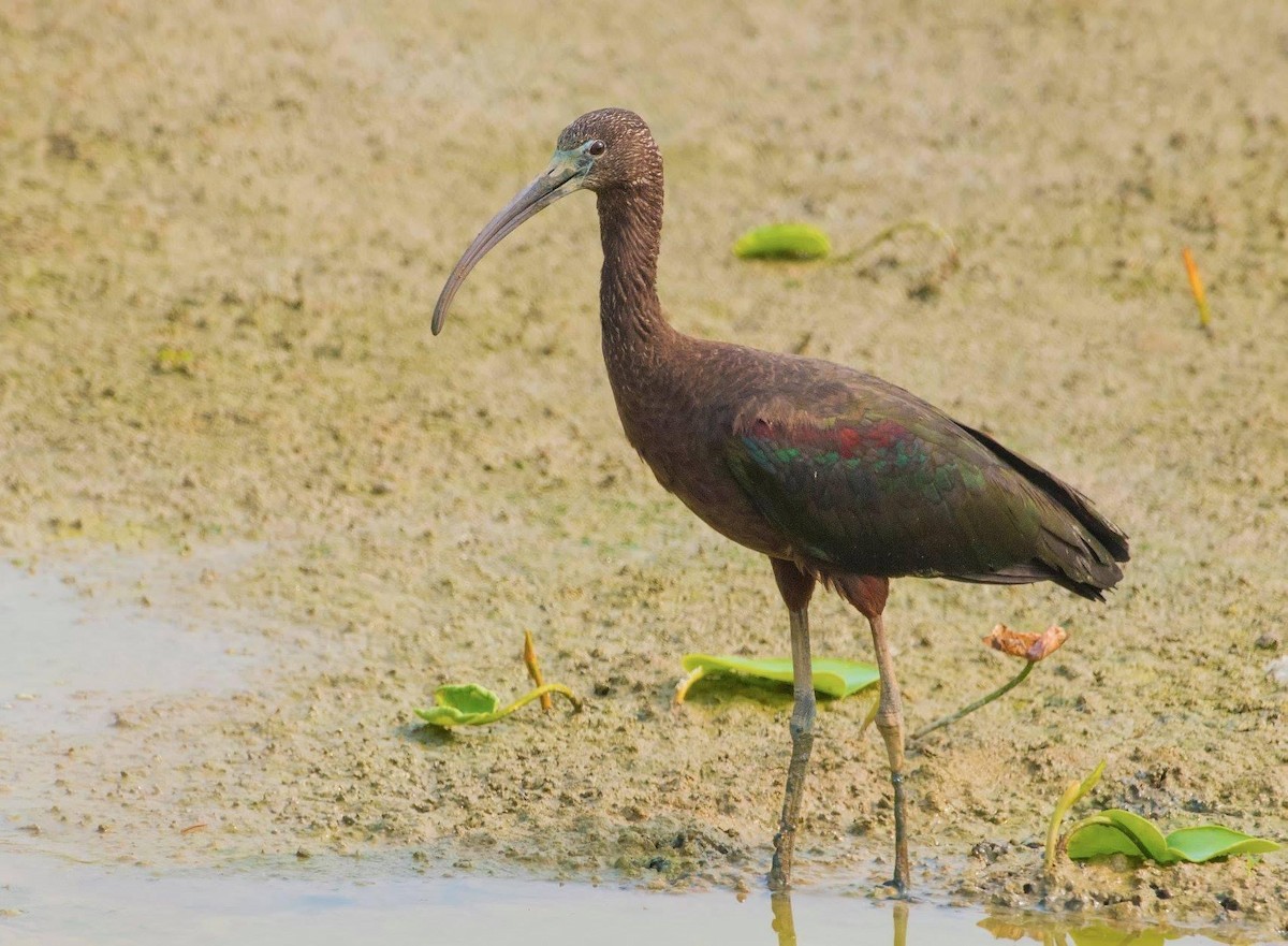 Glossy Ibis - ML296757551