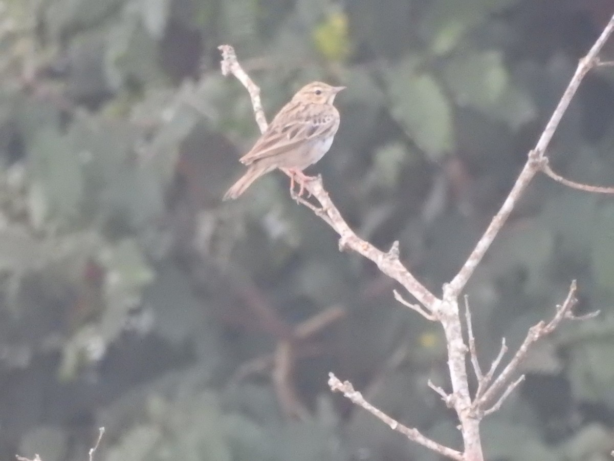 Tree Pipit - ML296757651