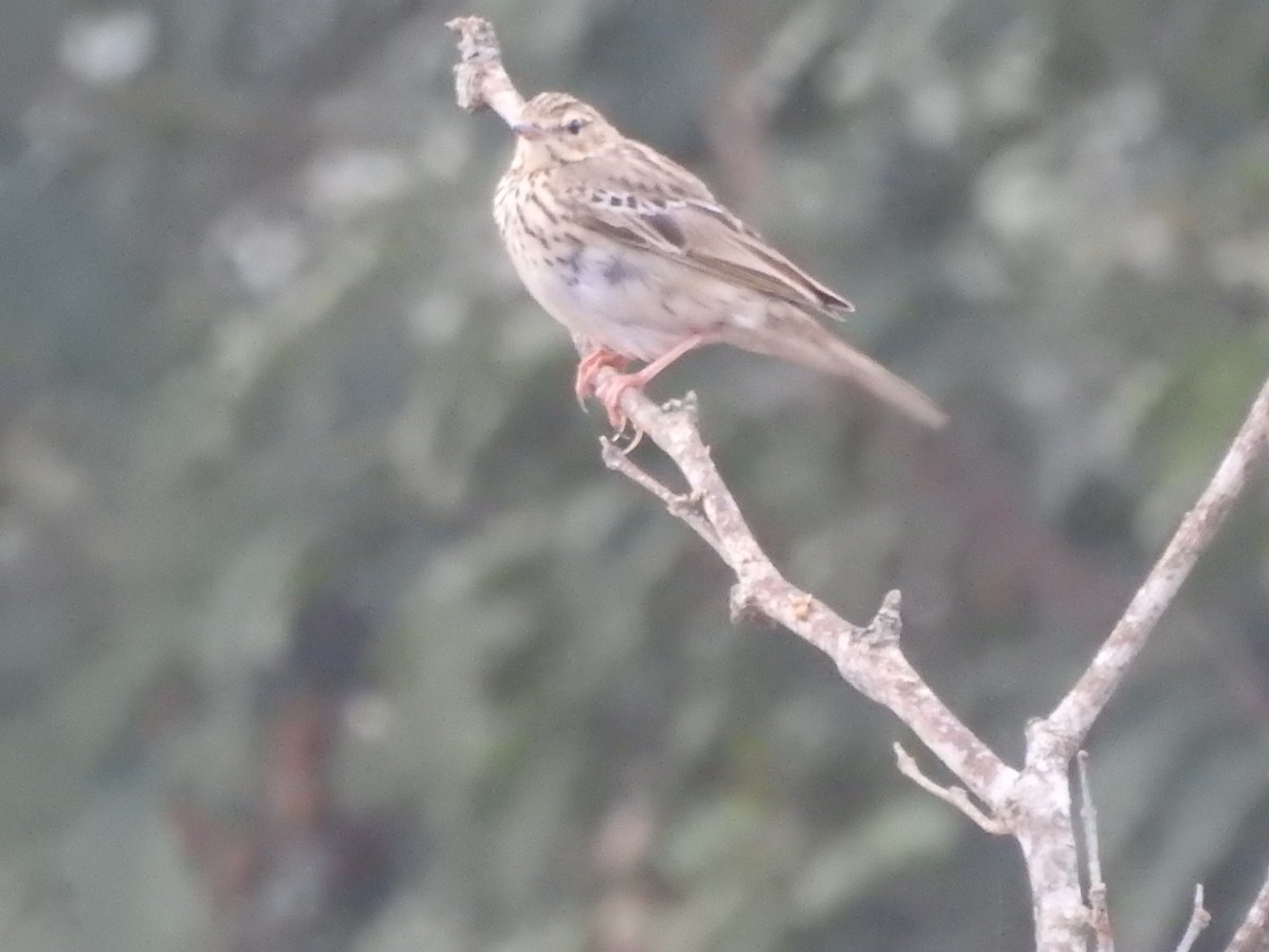 Tree Pipit - ML296757661