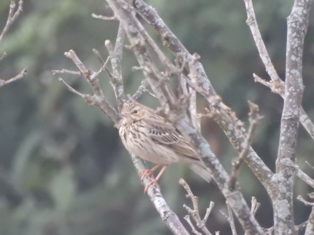 Tree Pipit - ML296757751