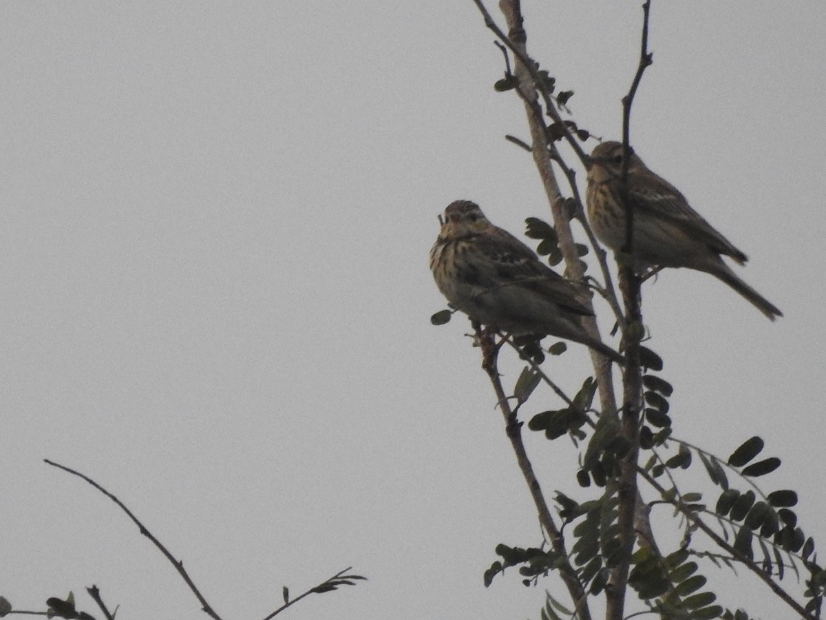 Tree Pipit - ML296757761