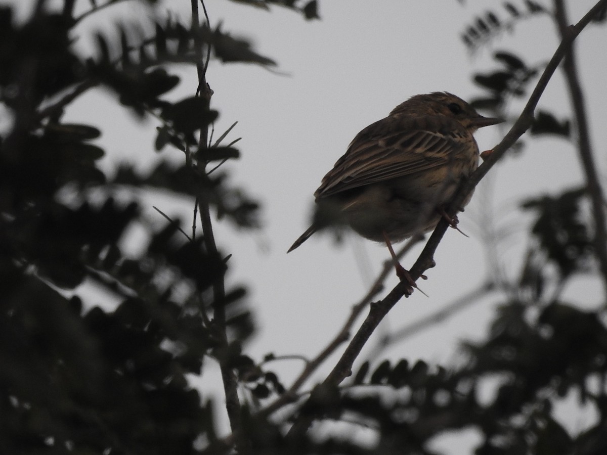 Tree Pipit - syed  ateeq