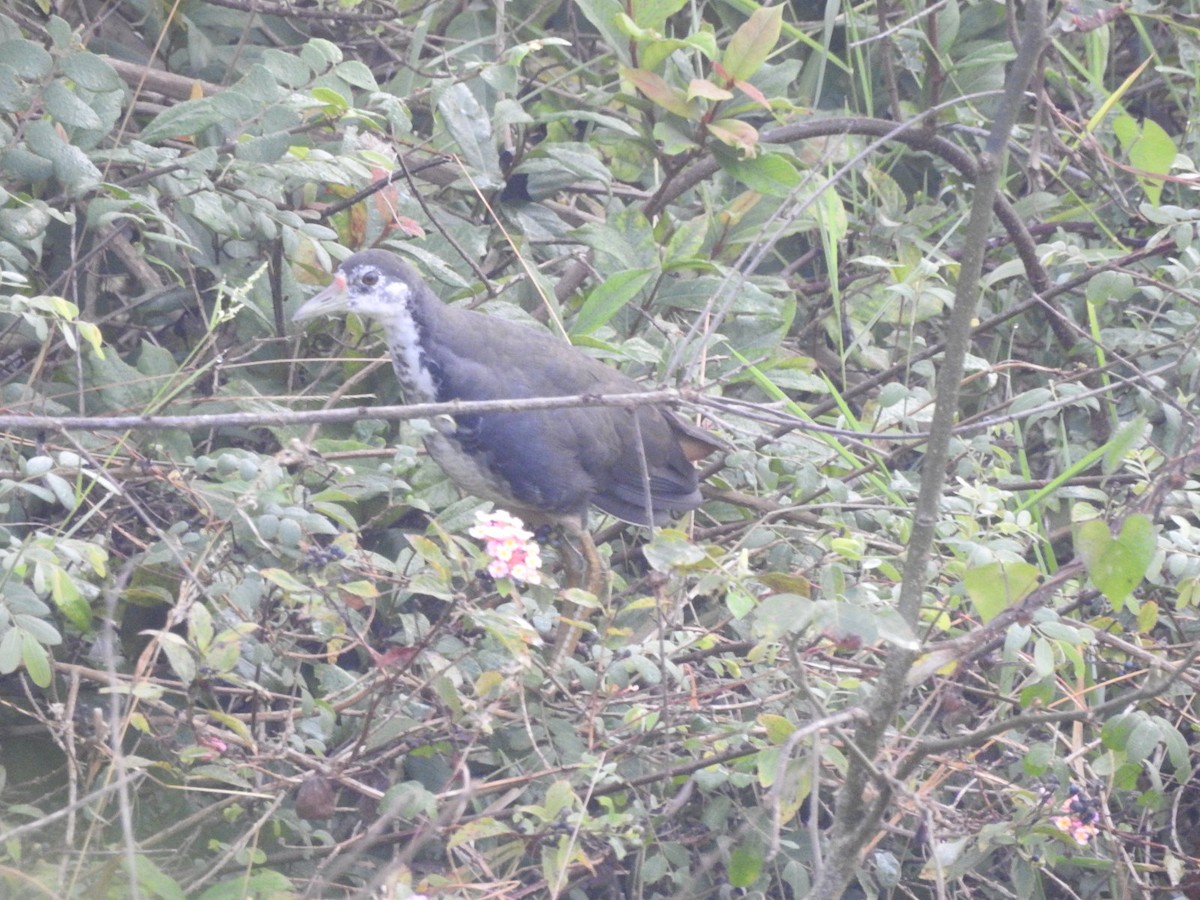 White-breasted Waterhen - ML296757831