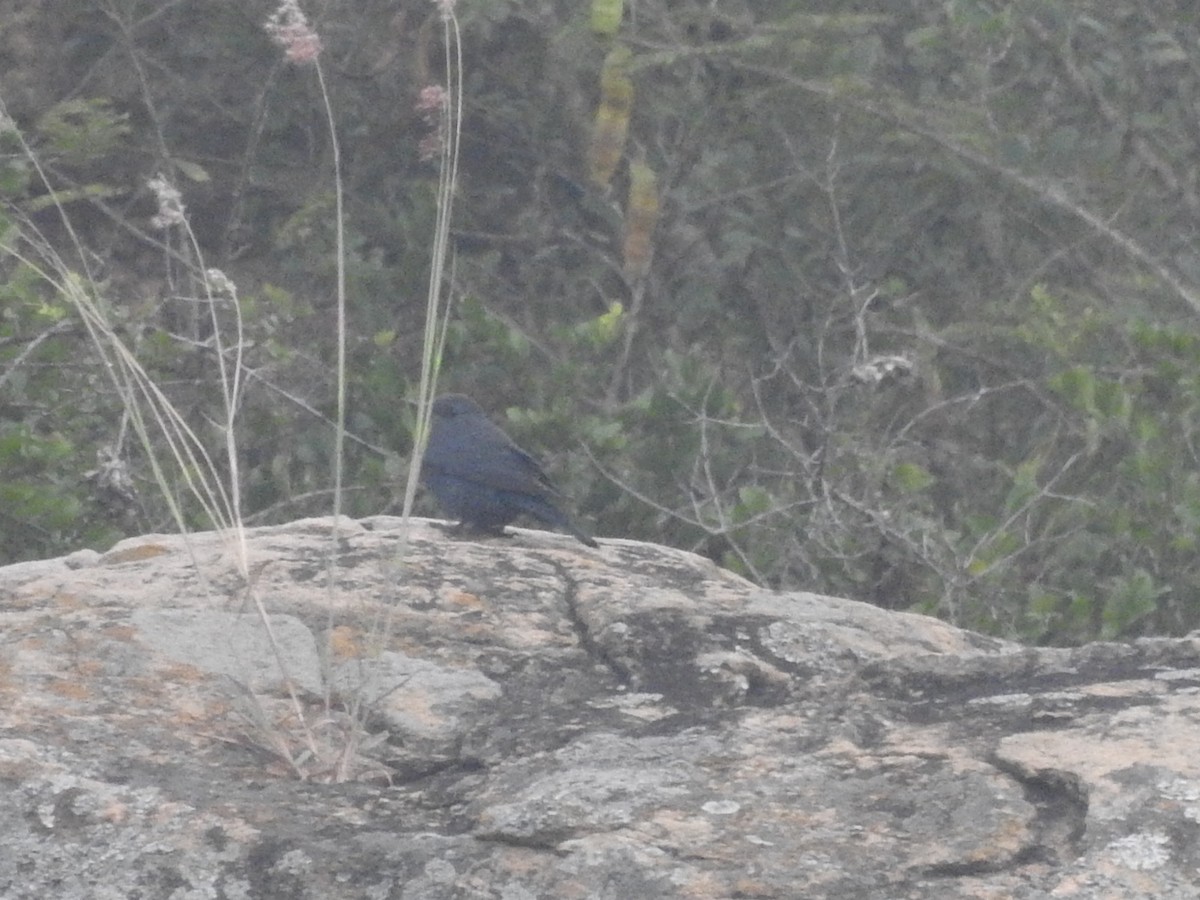 Blue Rock-Thrush - ML296757991