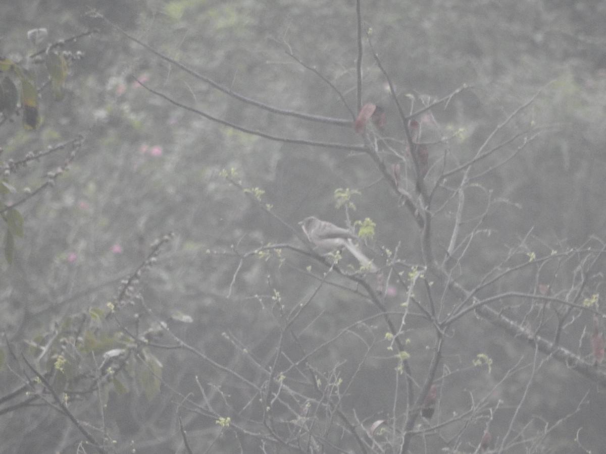 Large Gray Babbler - ML296758091