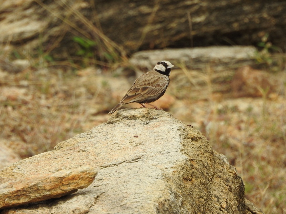 Ashy-crowned Sparrow-Lark - ML296758411