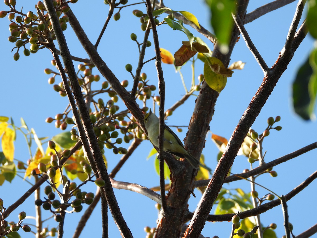 White-eyed Vireo - ML296758561