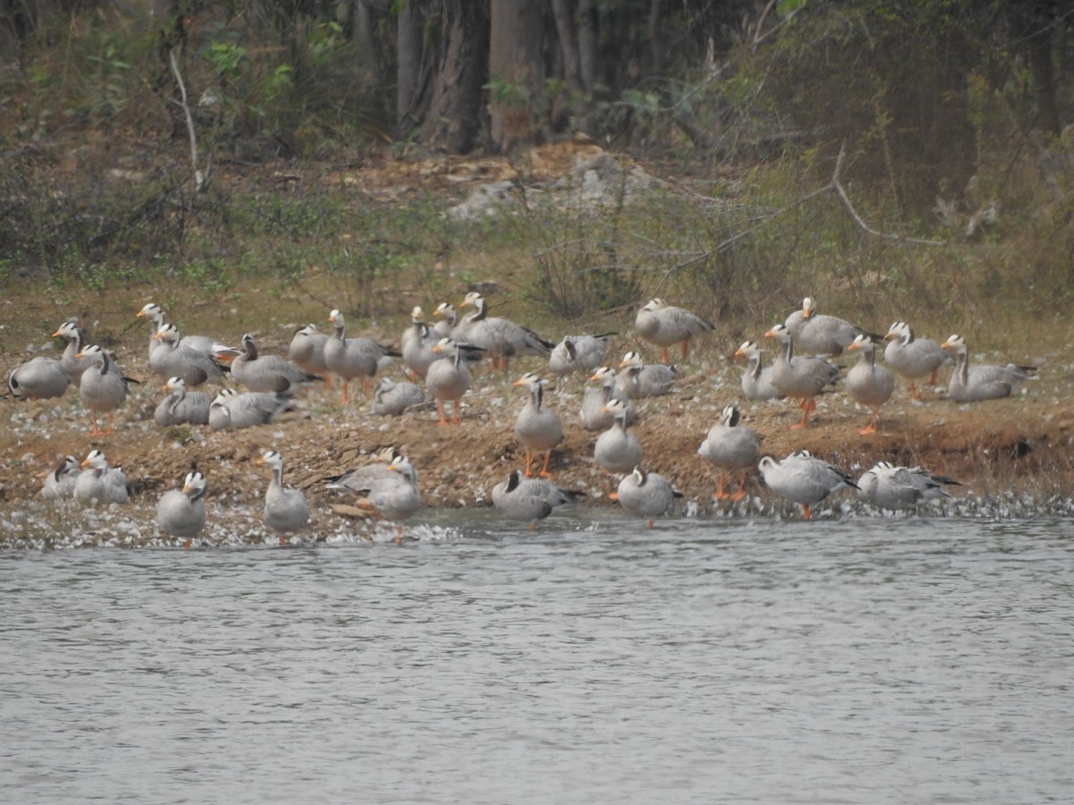 Bar-headed Goose - ML296758791