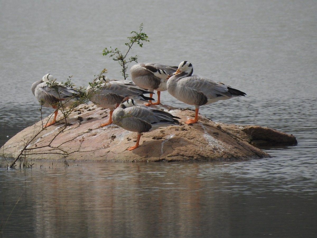 Bar-headed Goose - ML296758961