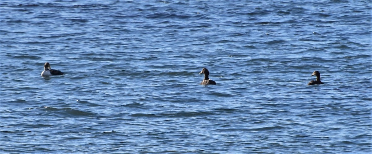 Common Eider - ML296759681