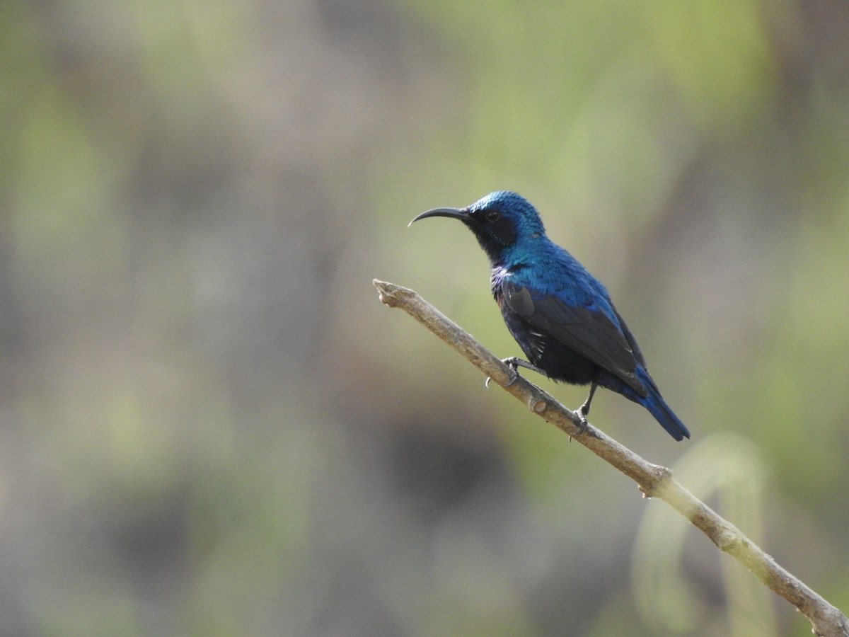 Purple Sunbird - syed  ateeq