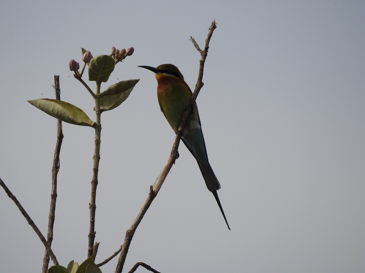 Blue-tailed Bee-eater - ML296760241