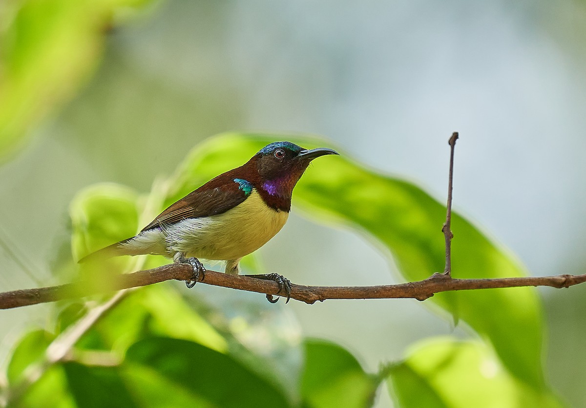 Purple-rumped Sunbird - ML296760541