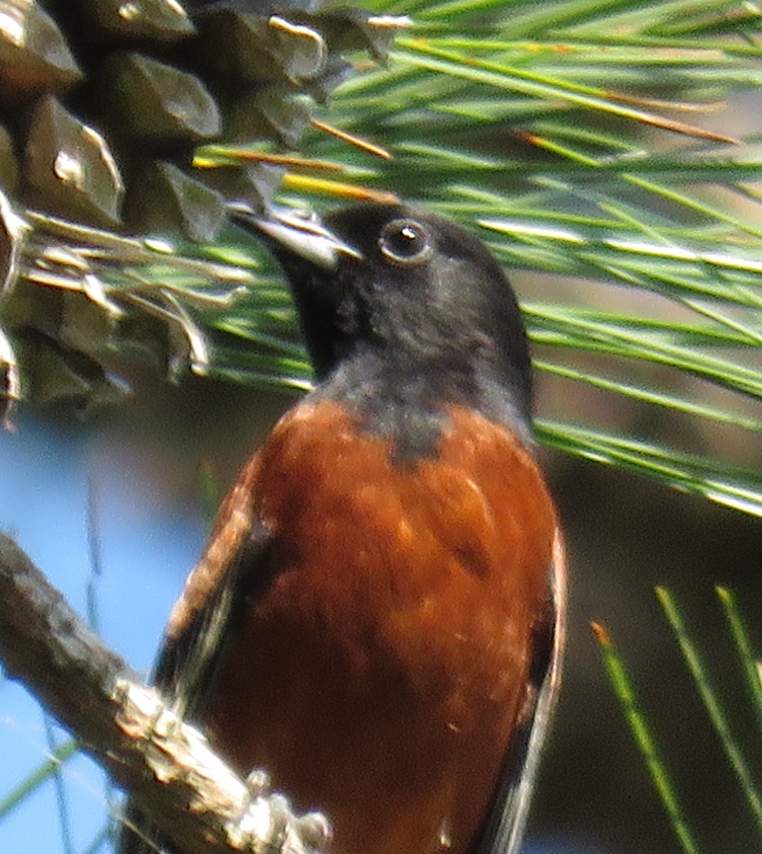 Orchard Oriole - ML29676261