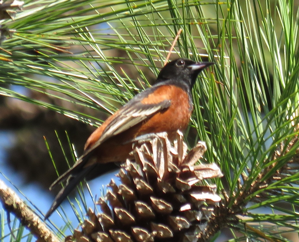 Orchard Oriole - ML29676271