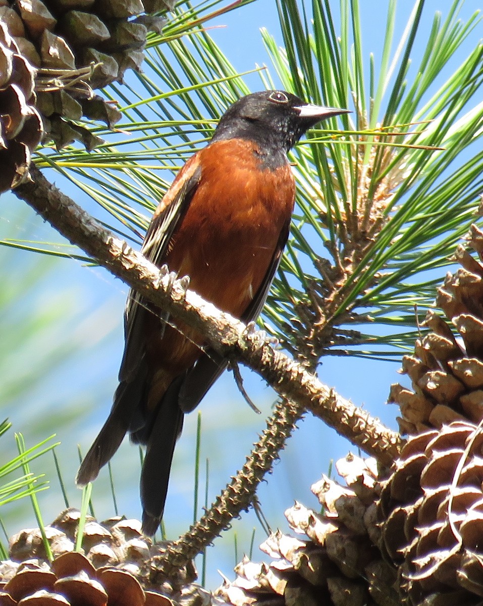 Orchard Oriole - ML29676281