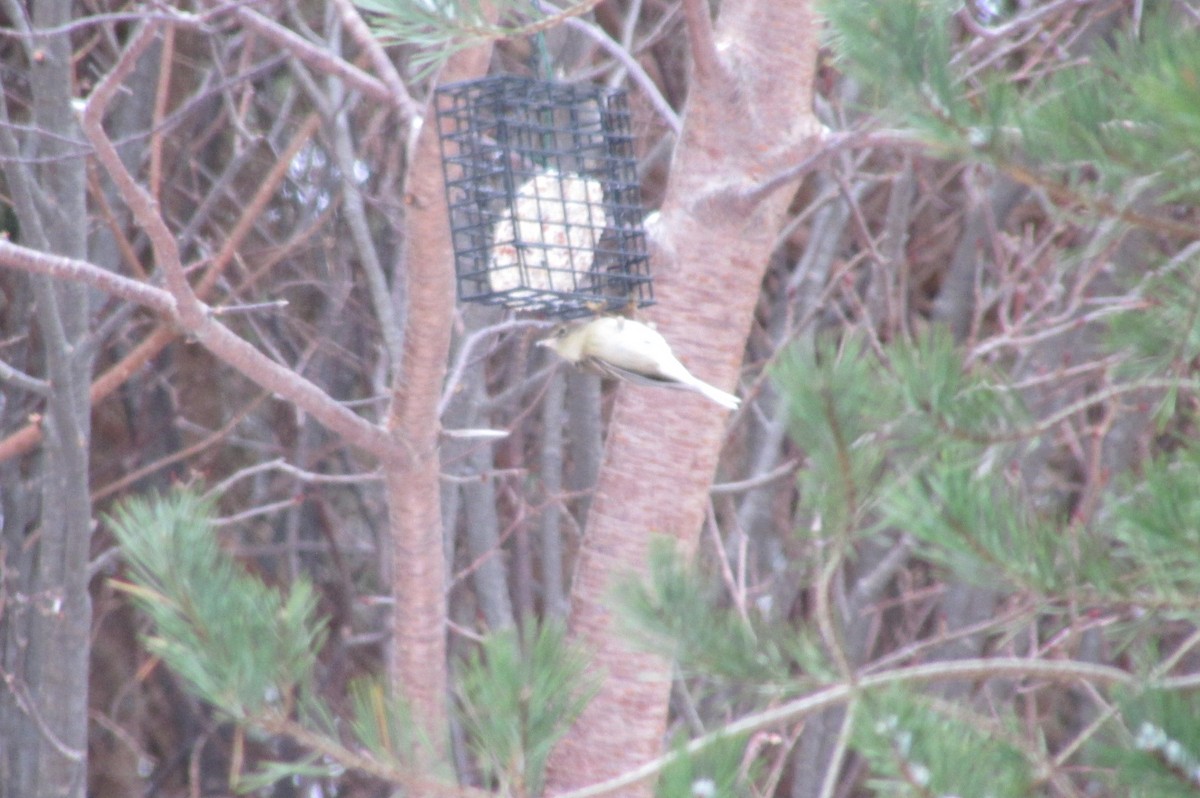 Pine Warbler - Ryan Larson