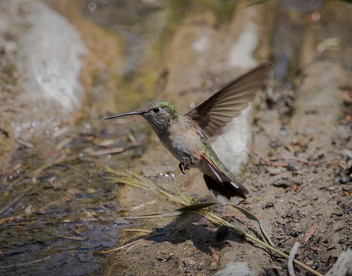 Broad-tailed Hummingbird - Barry McKenzie