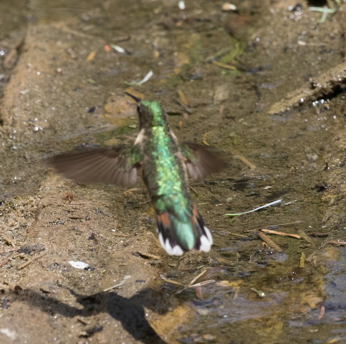 Broad-tailed Hummingbird - Barry McKenzie