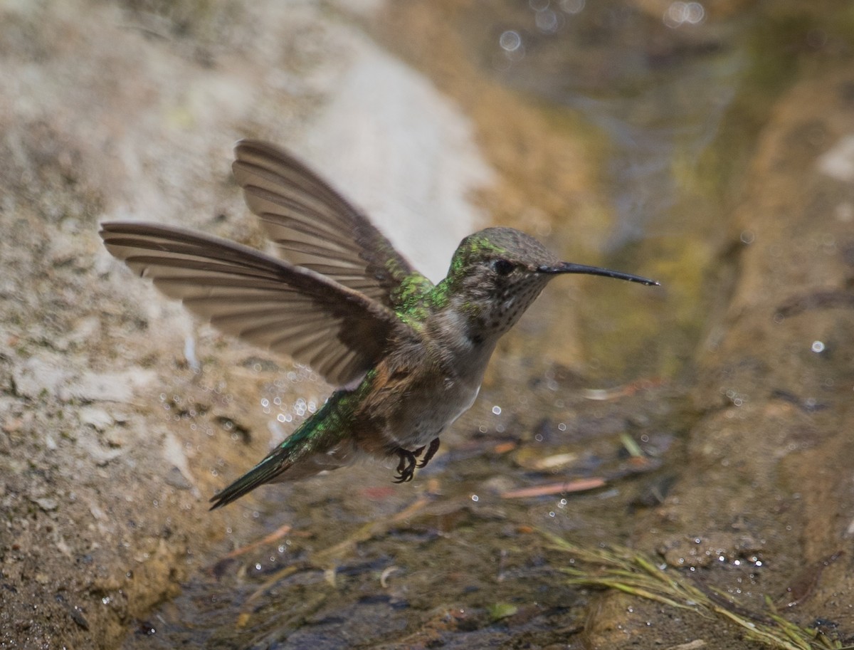 Broad-tailed Hummingbird - Barry McKenzie