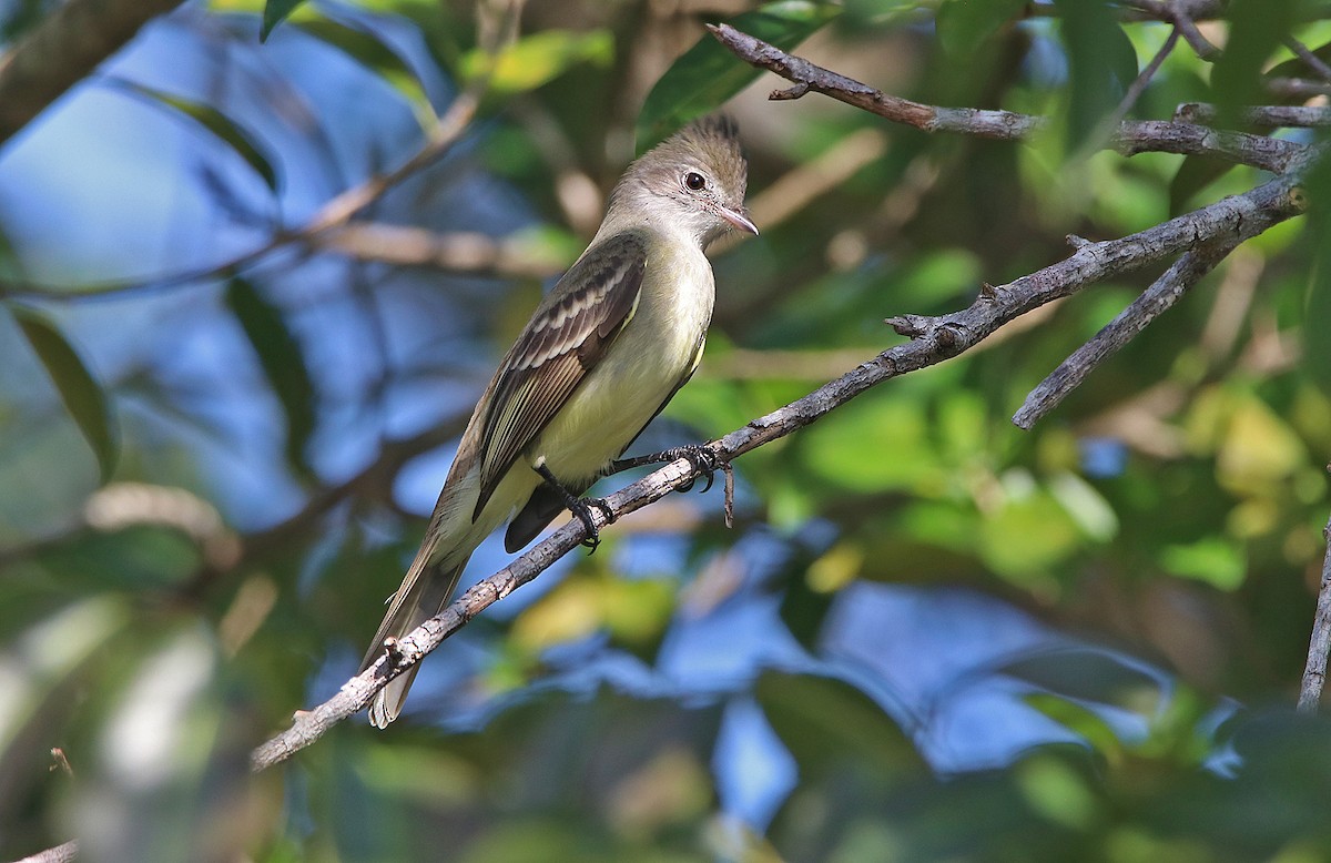 Yellow-bellied Elaenia - ML296764661