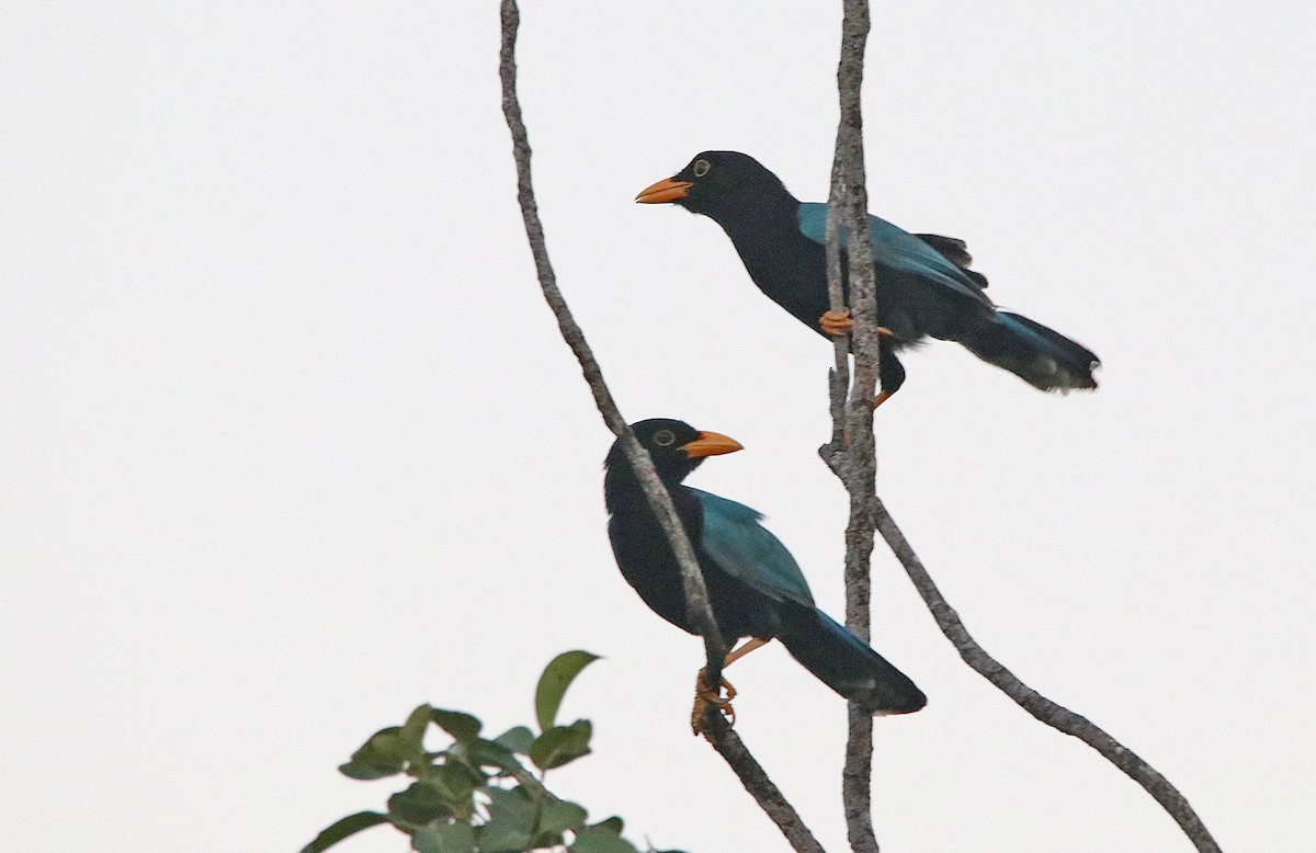 Yucatan Jay - ML296765091