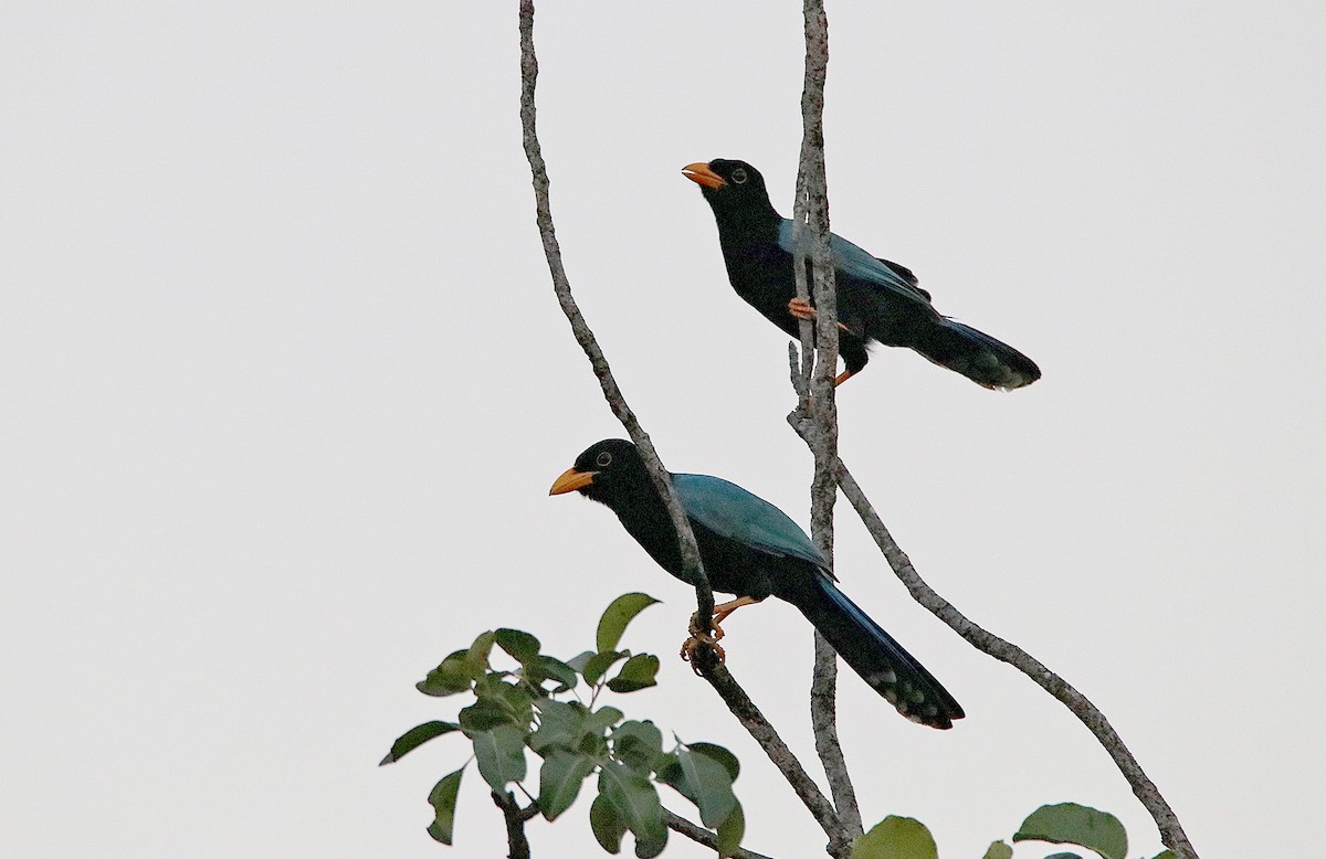 Yucatan Jay - ML296765101