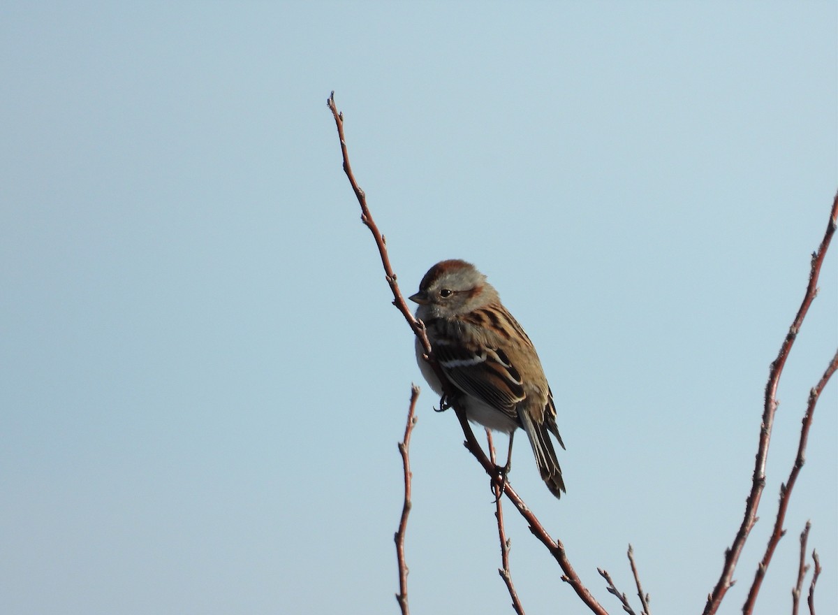 American Tree Sparrow - Michael W. Sack