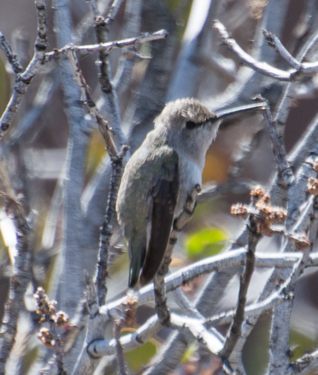 Costa's Hummingbird - ML29676671